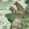 Coyotes