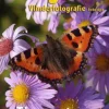 Fotografie: vlinderfotografie fototips