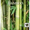 14 Fun Facts About Bamboo: Educational Version