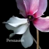 Persuasion
