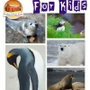 The GIANT Book on Polar Animals For Kids