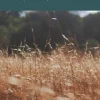 The Tale of Prophet David (Dawud) In Islam