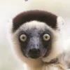 Wildlife of Madagascar